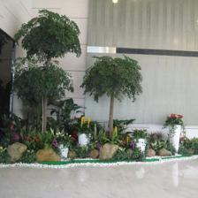 中山便宜的室內植物租賃,剪花剪草,風水綠植租賃,風水植物租賃,小區、工廠綠化養護,年花預定,年桔預定,園林規劃與設計,綠化工程施工,商場等室外綠化帶保養,便宜的鮮花預訂,鮮花出租