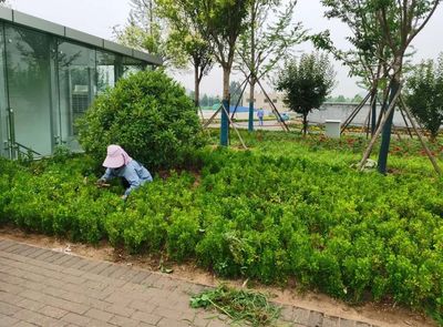 【原山大綠化時(shí)代】雨天不停工,綠化工程建設(shè)持續(xù)推進(jìn)!