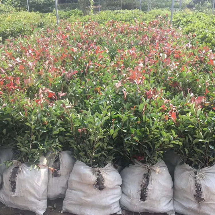 武漢?？祱@林 石楠樹苗 紅葉石楠樹苗木工地小區籬笆綠化100盆