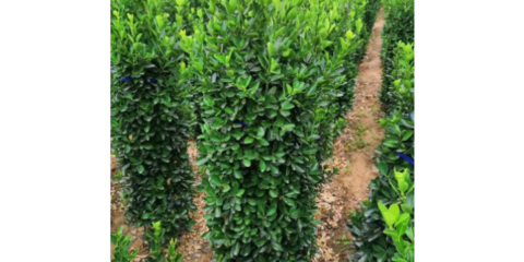 寶山區(qū)梯田園林綠化工程單產