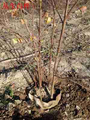 自家苗木承攬名勝古跡美化工程青扦營養(yǎng)杯苗_供應信息_金農(nóng)網(wǎng)