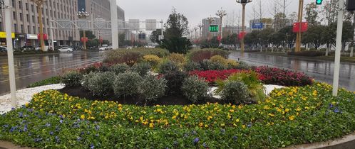 天心區(qū)園林綠化維護中心花境相繼展現(xiàn)