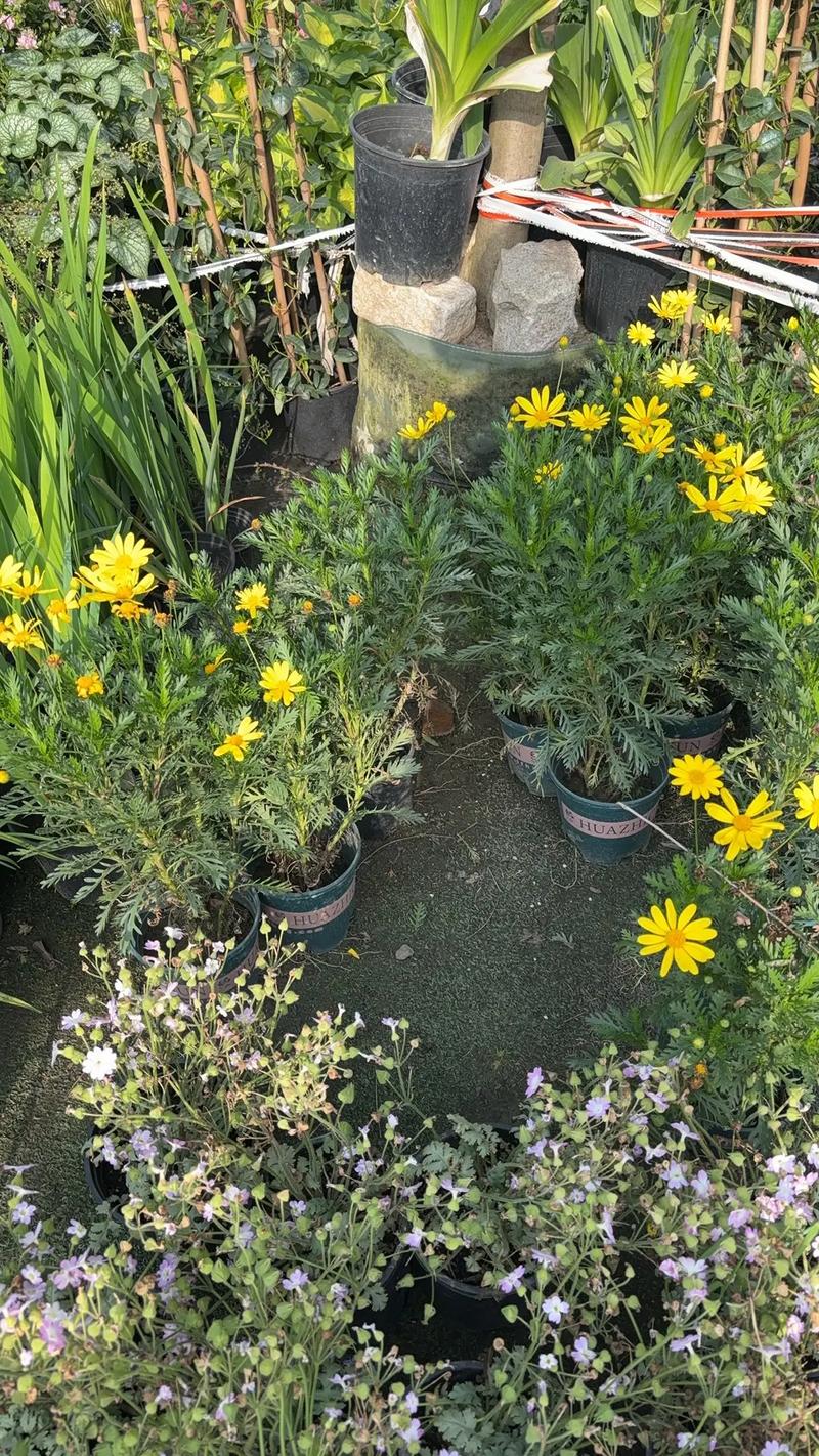 園林綠化工程苗木人 #全網搜索苗木有緣人 廠房綠化設計施工