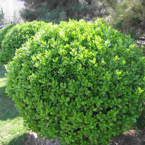 【羅湖園林綠化工程】- 