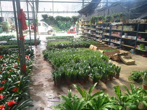 一站式園林綠化與體育設(shè)施服務(wù) 苗圃開業(yè)花籃、養(yǎng)護(hù)與工程施工