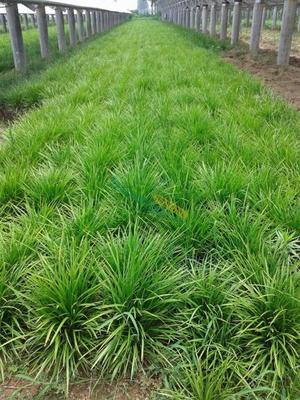 山東麥冬草供應(yīng)與體育場地設(shè)施工程施工一體化服務(wù)