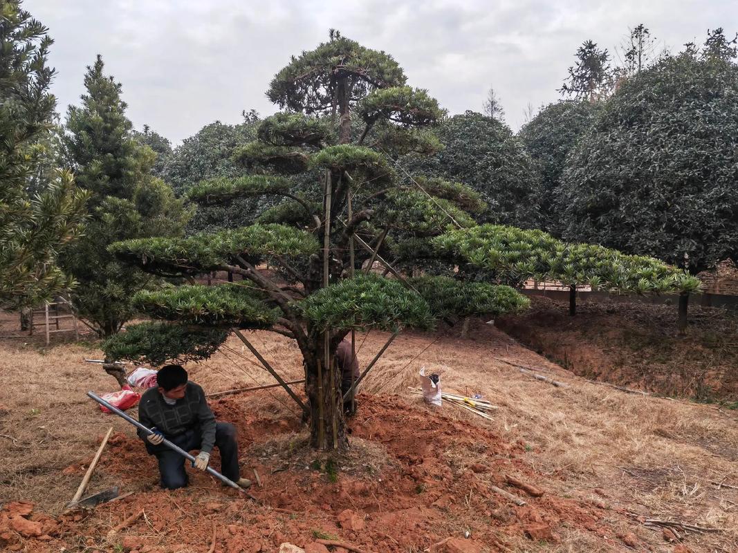 樂安縣古樟灣四季花海 園林綠化與體育設(shè)施一體化建設(shè)施工現(xiàn)場紀(jì)實(shí)